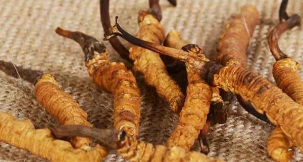 划重点啦！冬虫夏草的正确食用方式，你get到了吗？