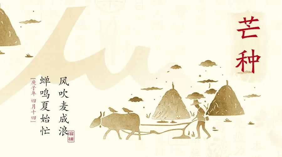 芒种 | 祛湿防病防苦夏（文末有会员日大福利~）